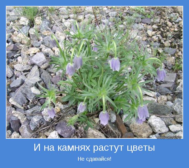 фотомотиватори