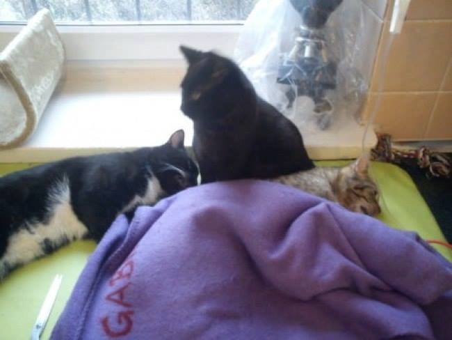 кіт-медбрат