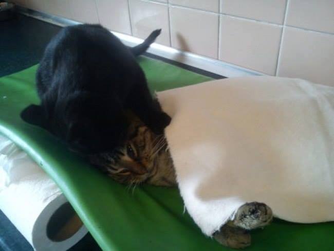 кіт-медбрат