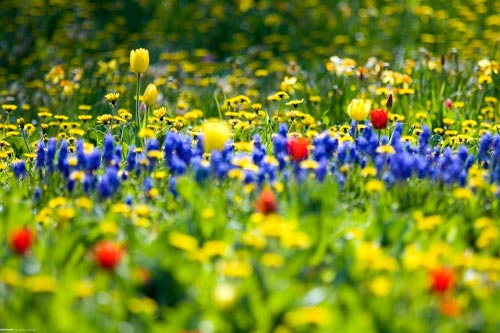 квітка в лісі