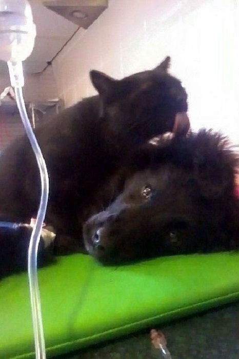 кіт-медбрат