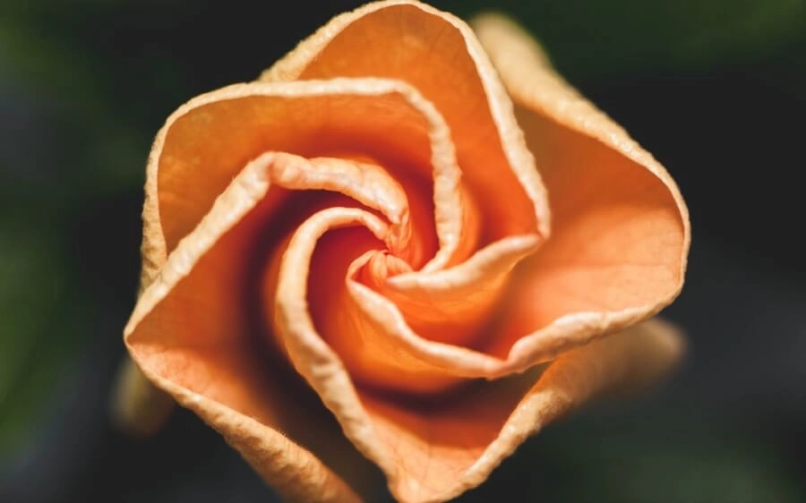 Чому карають тих, хто порушує правило sub rosa