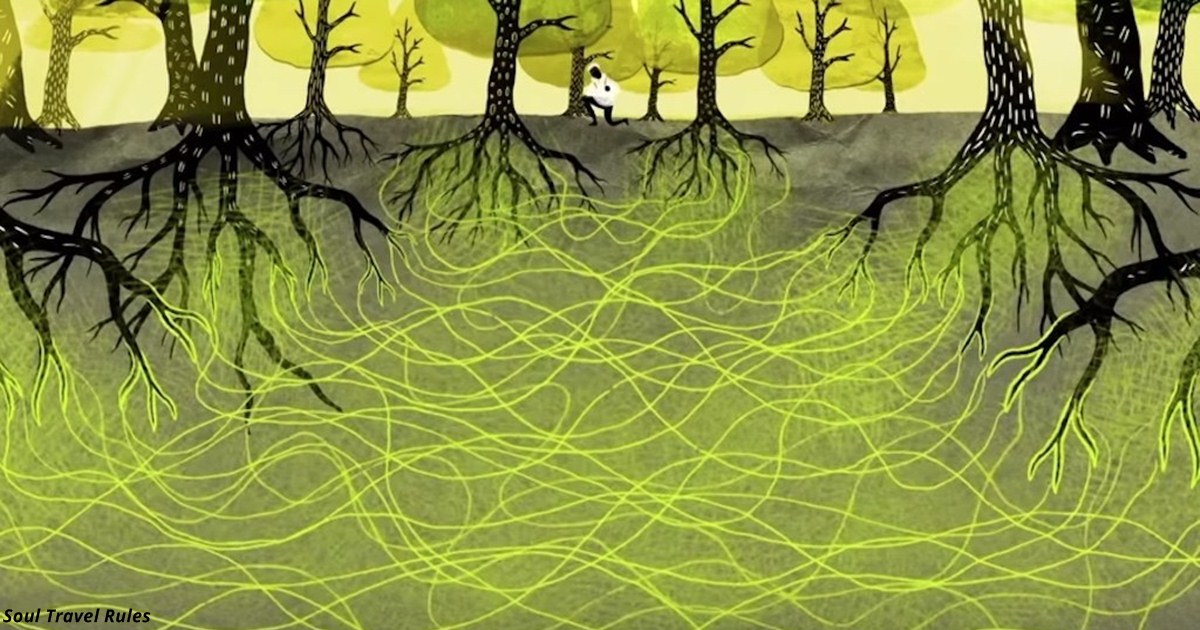 Дерева вміють любити, обніматися і навіть піклуватися одне про одного, як сімейні пари