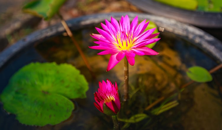 Кармічні і дхармічні відносини