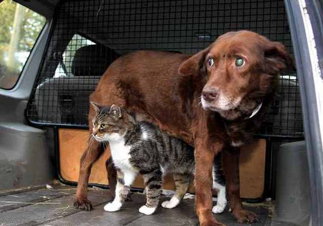 Кіт-поводир для сліпого пса