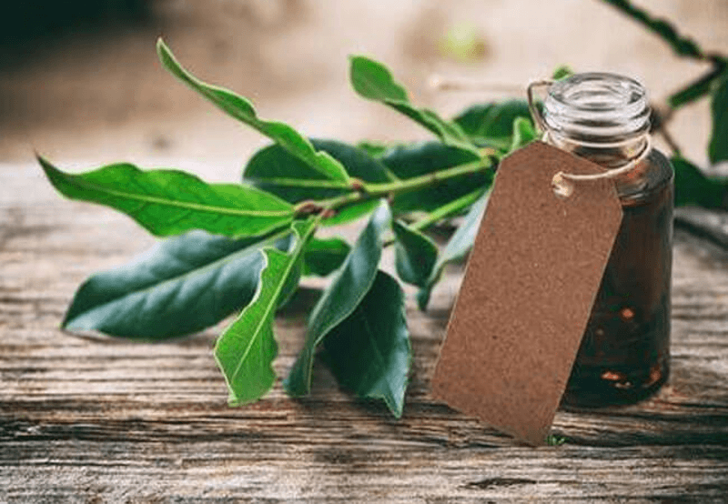 Лаврова олія