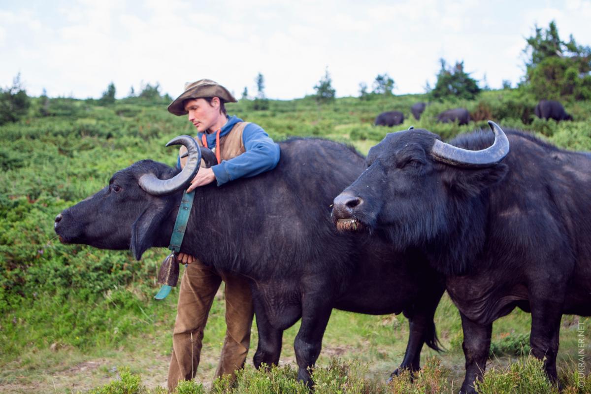 Мішель. Найкращий друг буйволів