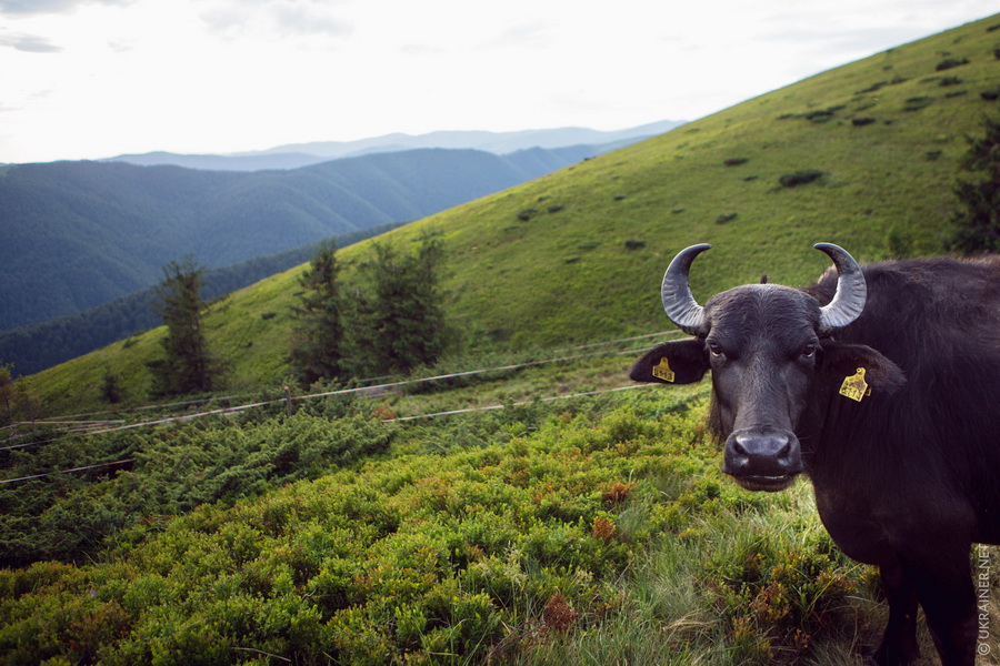 Мішель. Найкращий друг буйволів