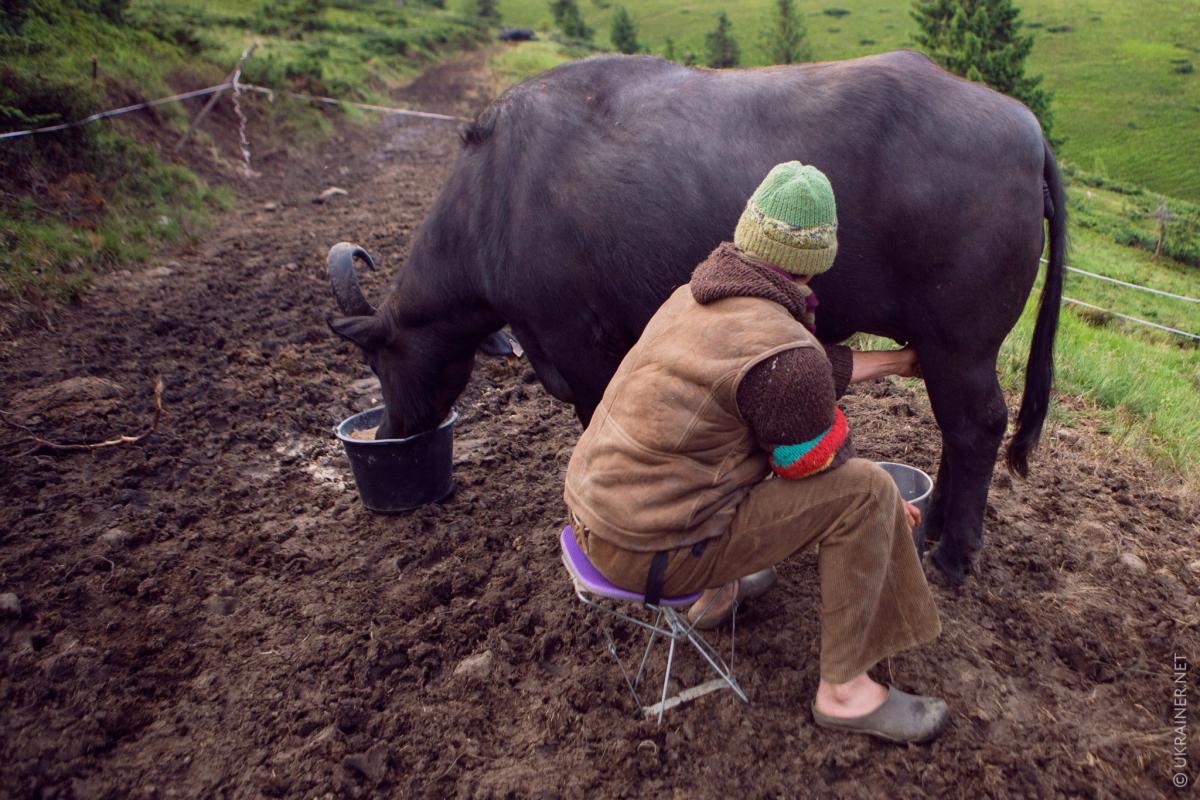 Мішель. Найкращий друг буйволів
