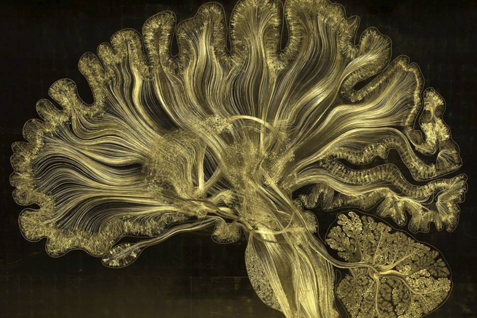 Наш мозок зблизька: краса, що заворожує