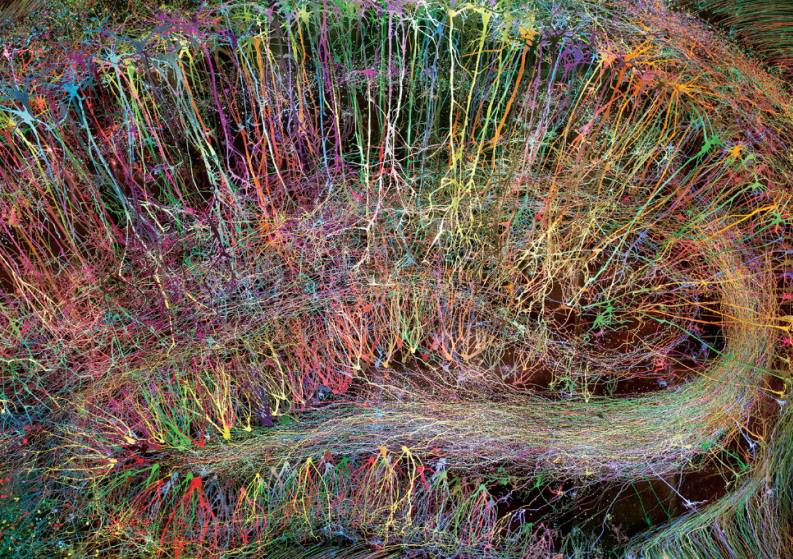 Наш мозок зблизька: неповторна краса, що заворожує