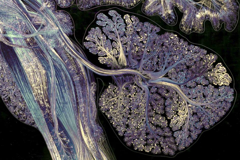 Наш мозок зблизька: неповторна краса, що заворожує