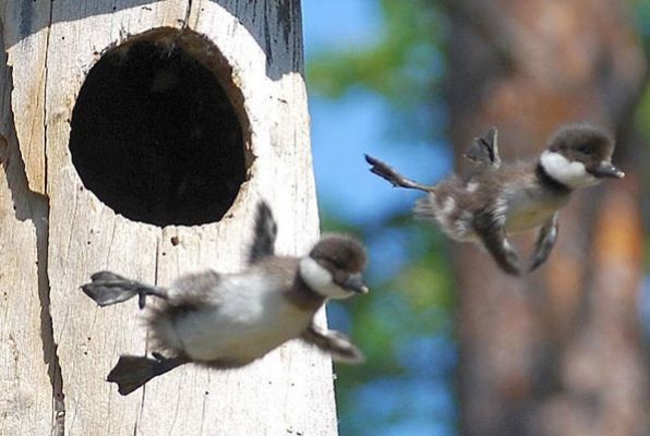 Сепарація від батьків