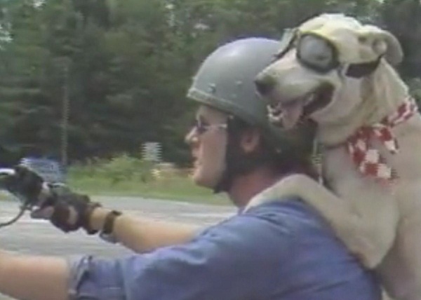 Дог-мотоцикліст