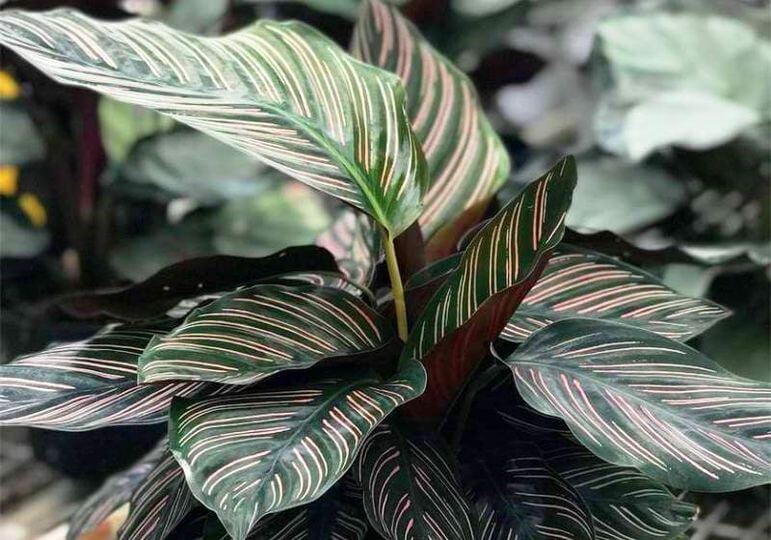 Як злізти зі звички розбазарювати свою увагу?